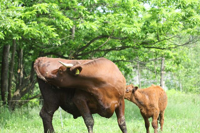 「かわいがった牛を食べる」ってなんかシュールな笑い話に聞こえるかもしれません。